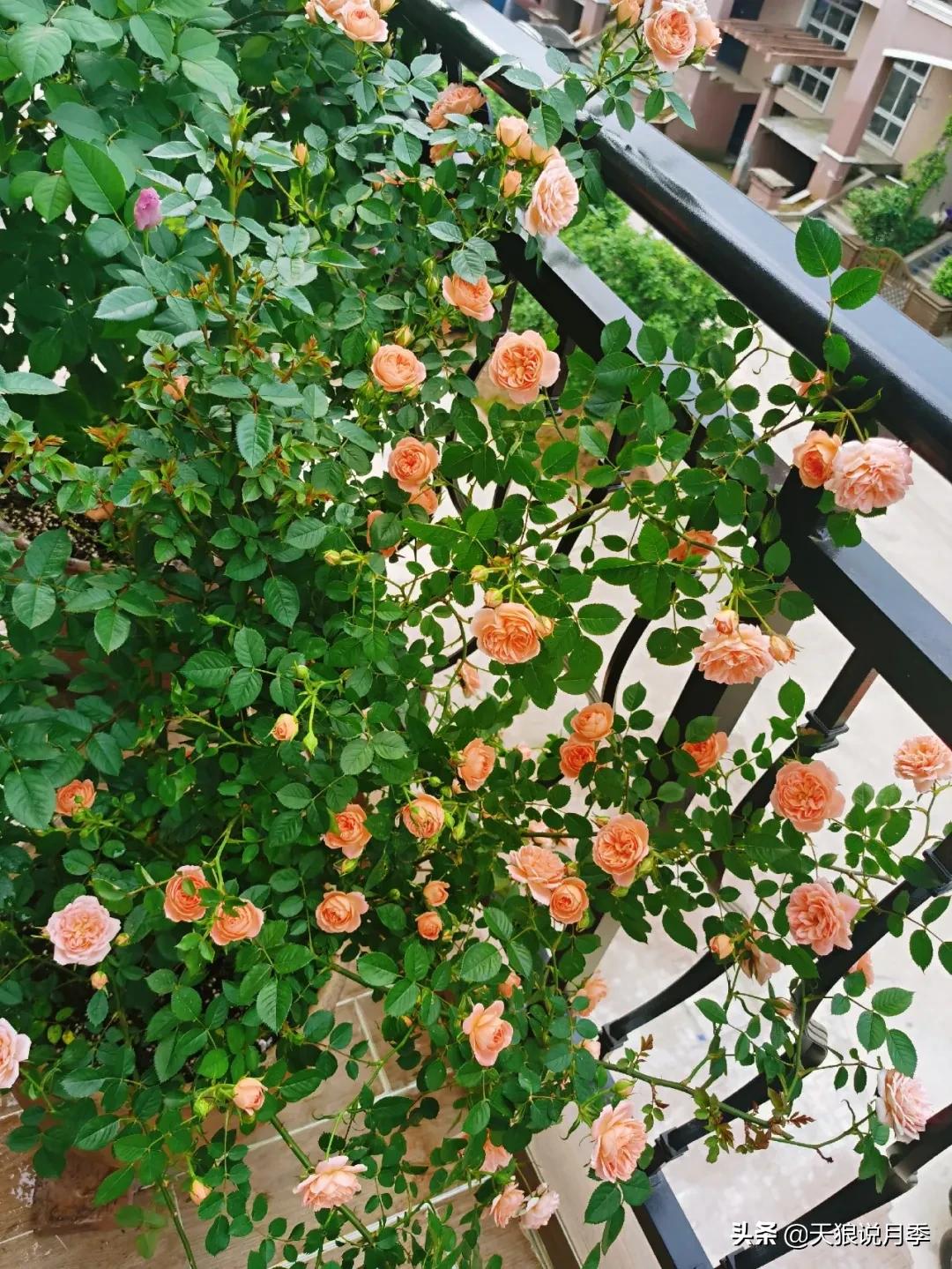 月季花是时候展现真正的技术了 (开春的第一波月季花就这么过去了)