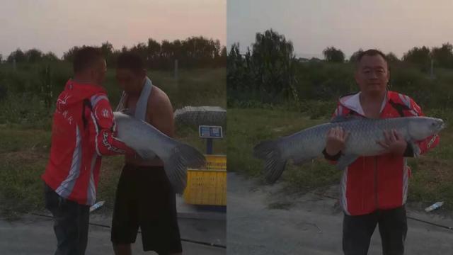 黑坑最好的解决办法,黑坑肥水塘钓鱼技巧