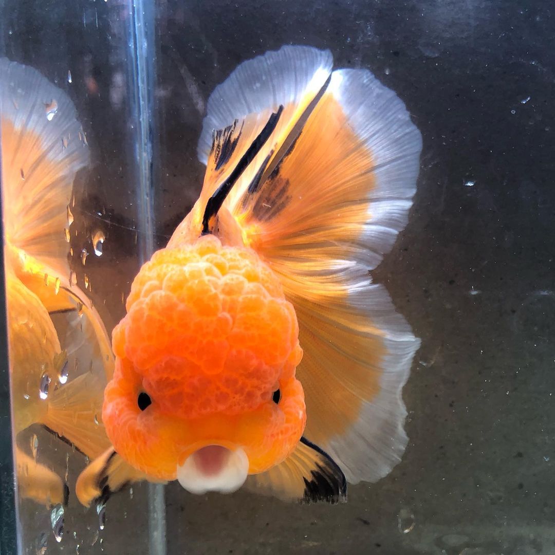 金鱼一般养几条对风水好,金鱼怎么养才正确