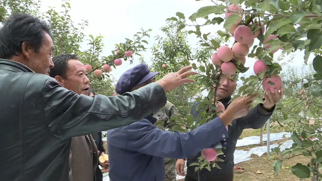 酵素富硒农业,酵素苹果原生态