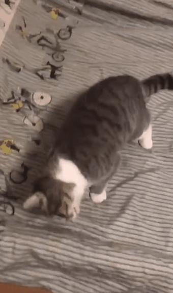 猫咪歪头会死吗,猫咪歪头是耳螨还是中耳炎