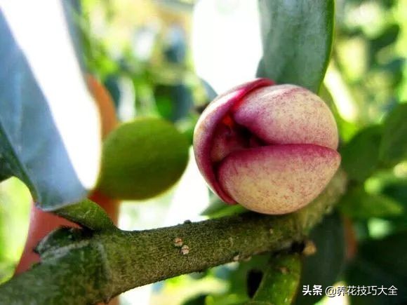 5种花特清香，家里养一盆，芬芳不断，清香四溢，异味全无