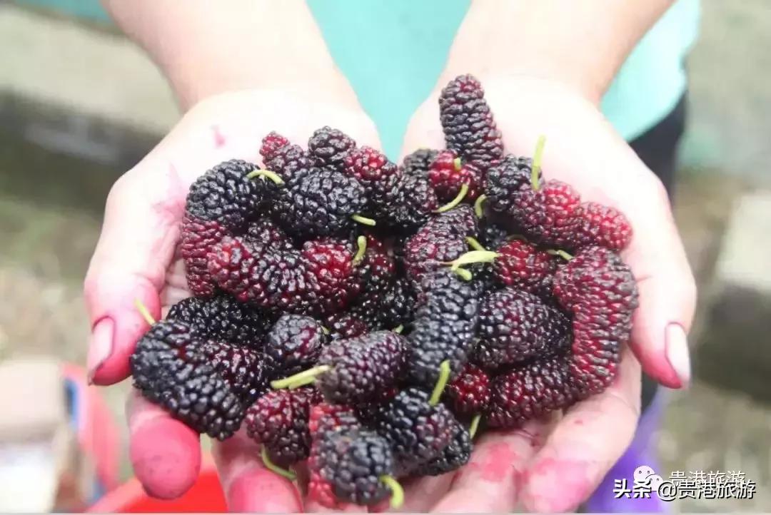 贵港周边哪里有摘桑葚,贵港附近桑葚园在哪里