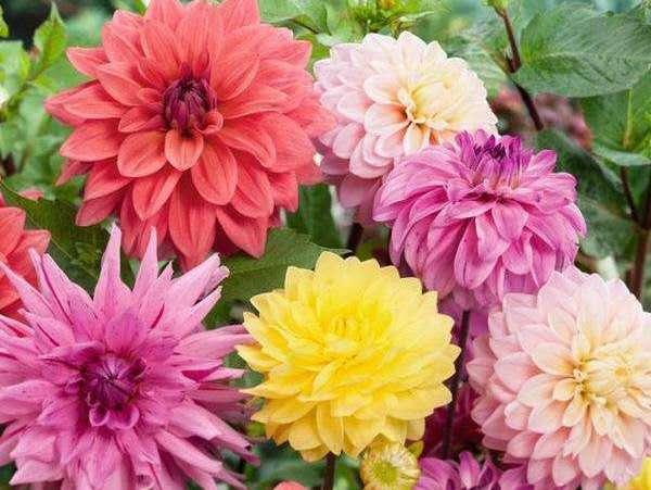 大丽花烂根萎蔫救治,大丽花烂根了怎么抢救