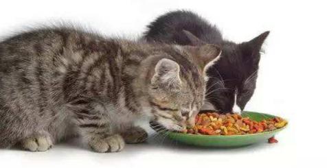 猫咪生病的各种药,猫咪生病物品消毒