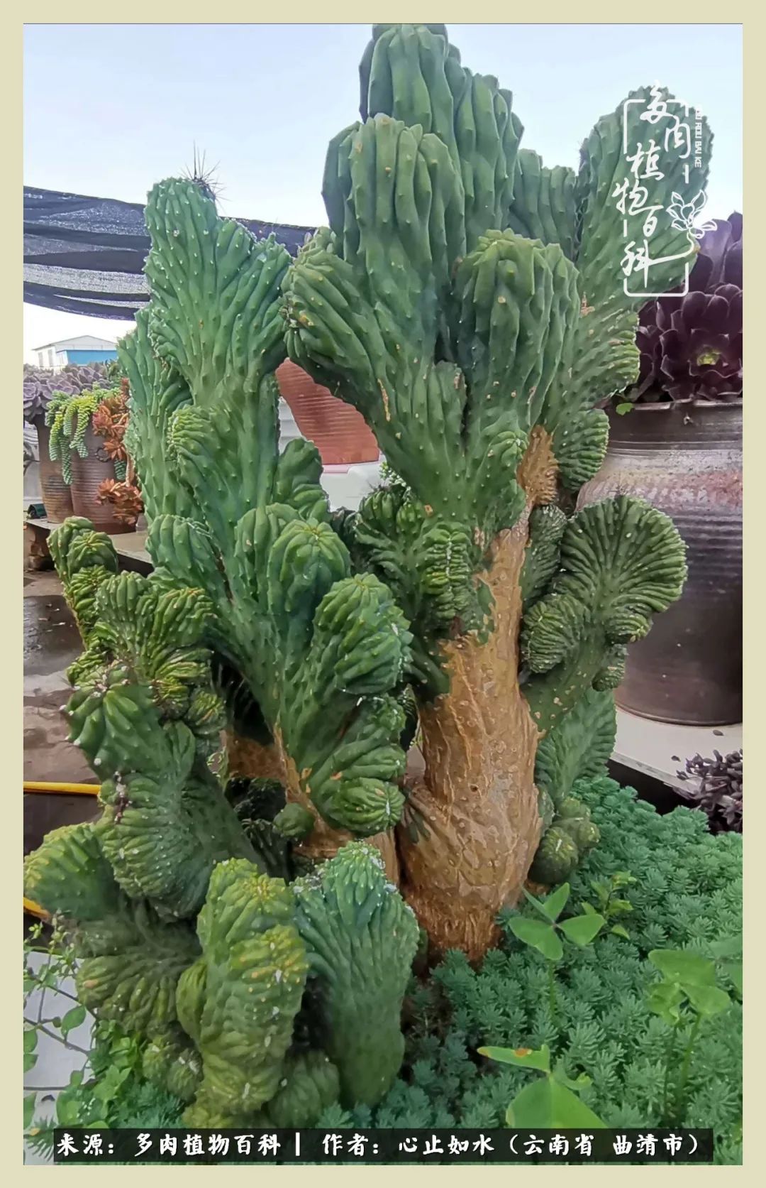 感谢陪伴感恩所有的遇见,让每个人都能感受到多肉的美好