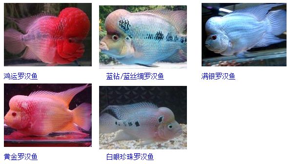 珍珠系罗汉鱼品系详解,珍珠系火凤凰罗汉鱼