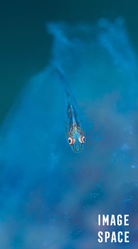 鐪熺浉璁胯皥,寰愬彲鎽勫奖