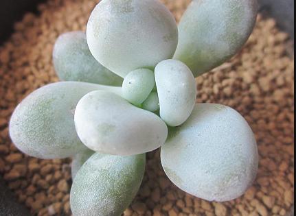 星美人怎么养才爆盆,星美人多肉缀化