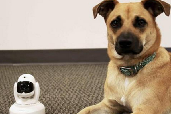 春节该如何带宠物回家,马上快过年了宠物应该怎么照顾呢