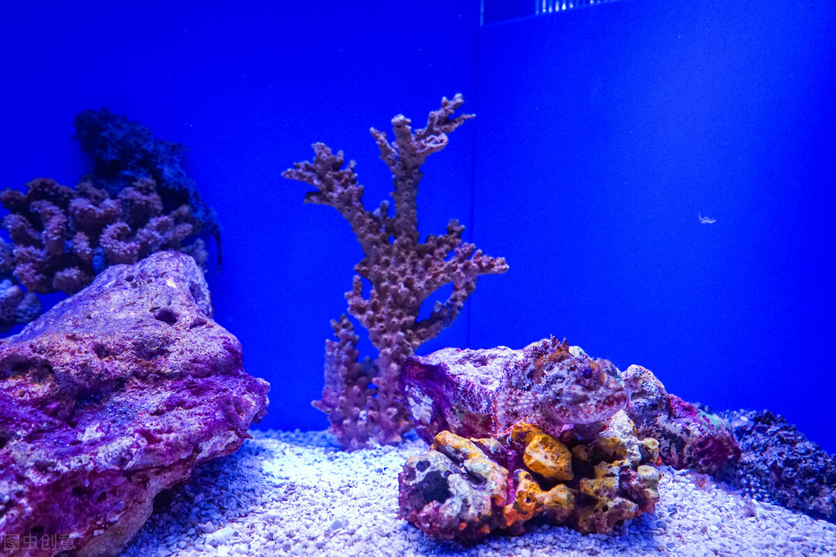 玩海水缸费钱吗,如何正确的调配海水海缸