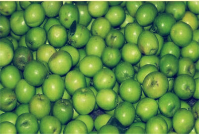 青枣开花挂果的秘诀,青枣开花落果不结果怎么办