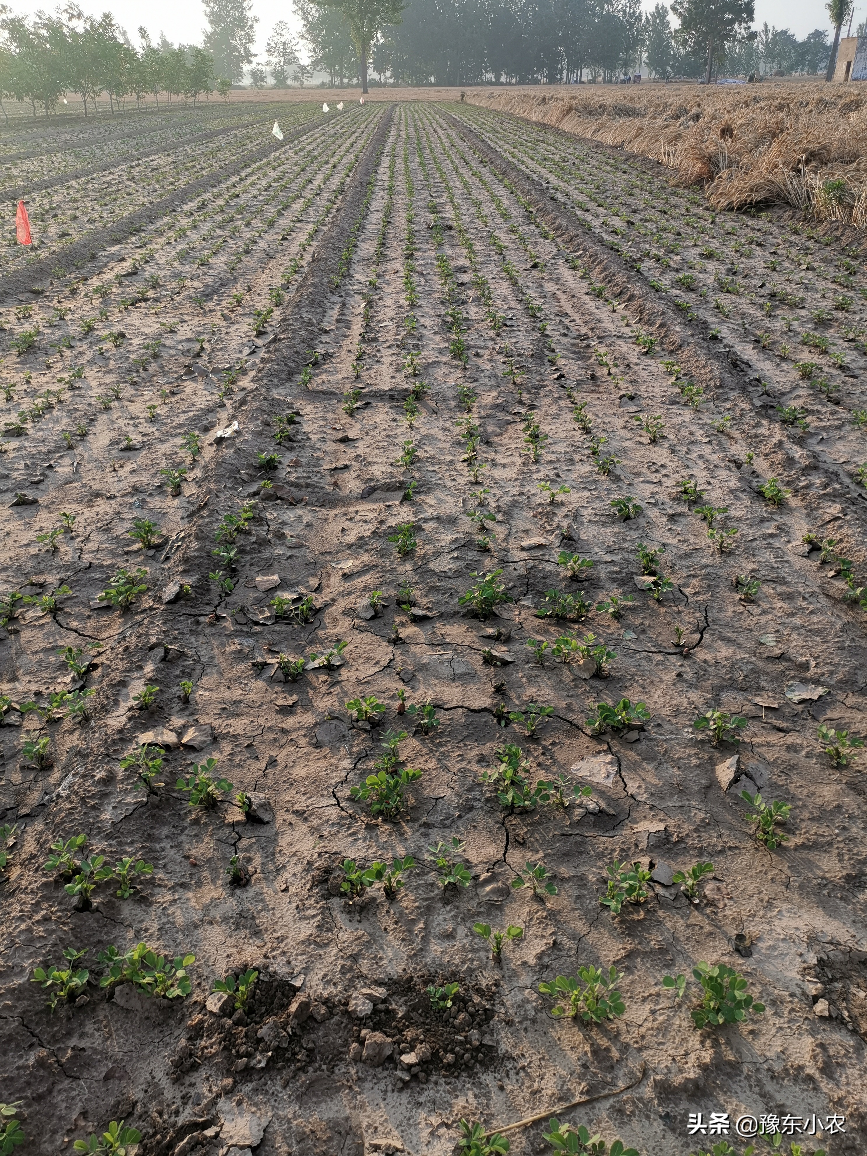 鑺辩敓缂鸿嫍鏂瀯鍥剧墖,鑺辩敓缂鸿嫍鏂瀯鎬庝箞琛ユ晳