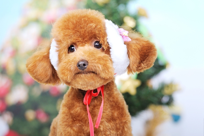 泰迪犬掉毛是怎么回事,泰迪犬掉毛的3大原因