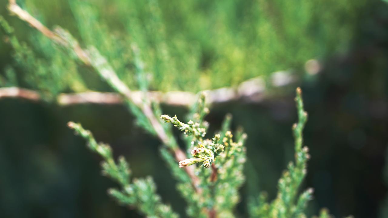清波一勺买千钱?不能为武汉下一场樱花雨,不妨在这儿品百花香