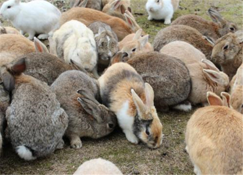 澳洲野兔泛滥成灾到底有多疯狂,澳大利亚野兔为什么泛滥成灾