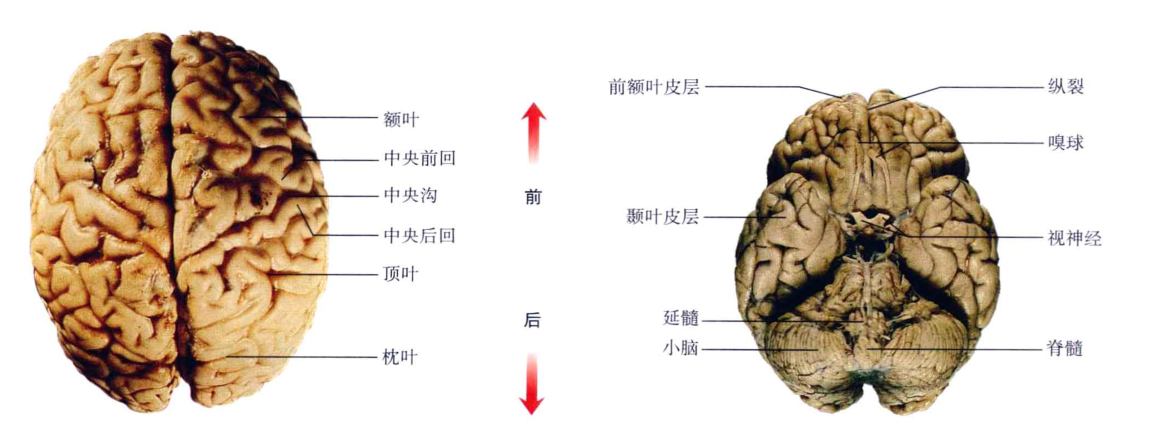 心理学的生物学基础知识,生物心理学知识书籍
