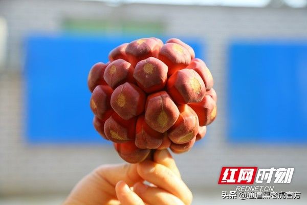 被省委书记惦记的通道小伙,正带村民种山果致富(转载)