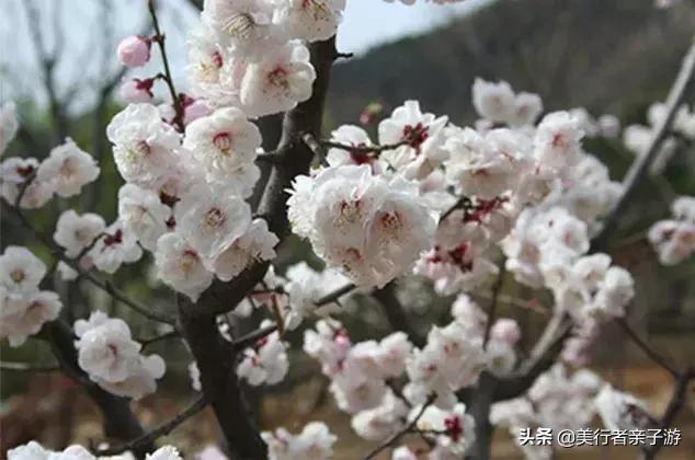 北京春天爬山好去处推荐孩子,北京周边适合带孩子爬山的地方