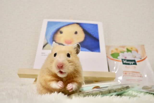 仓鼠吃什么来保证营养,小仓鼠可以吃什么简单营养