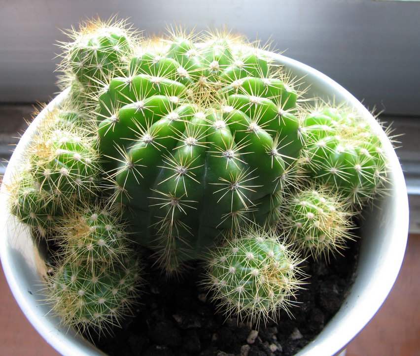 怎样养仙人球才能开花爆盆,仙人球怎么养才能爆盆
