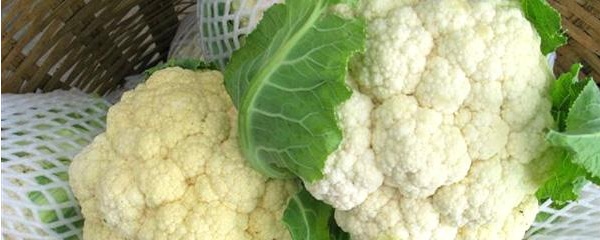 花菜怎么种那么长久还不开花,花菜怎么种叶子小花球大