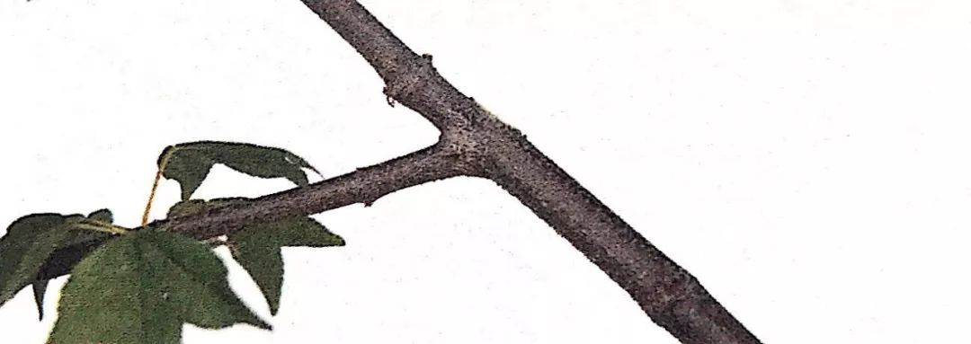 盆景修剪入门视频教程,盆景一级枝修剪方法技巧