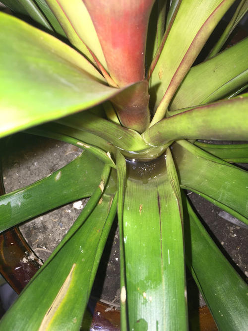 鸿运当头发黑是怎么回事,鸿运当头为什么发白