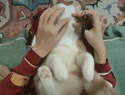 据说最近喵圈流行敷面膜，铲屎官请准备