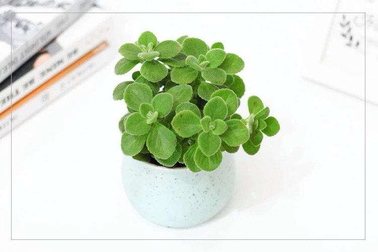 精油是什么东西有什么功效,精油是什么