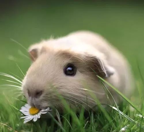 吃豚鼠、擦豚鼠、拿豚鼠通灵、把豚鼠当货币。豚鼠：我太难了