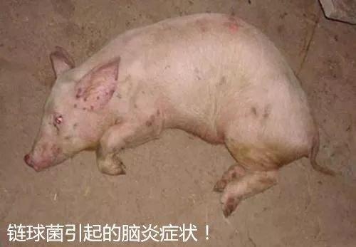 猪场链球菌感染用什么消毒好,养猪人如何才能防止感染猪链球菌