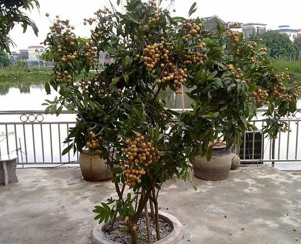 盆栽龙眼能长出果实吗,龙眼直接扔土里面可以种出来吗