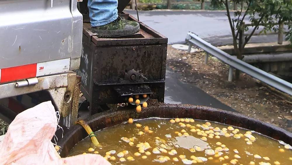 临安山野小核桃,临安高山山核桃