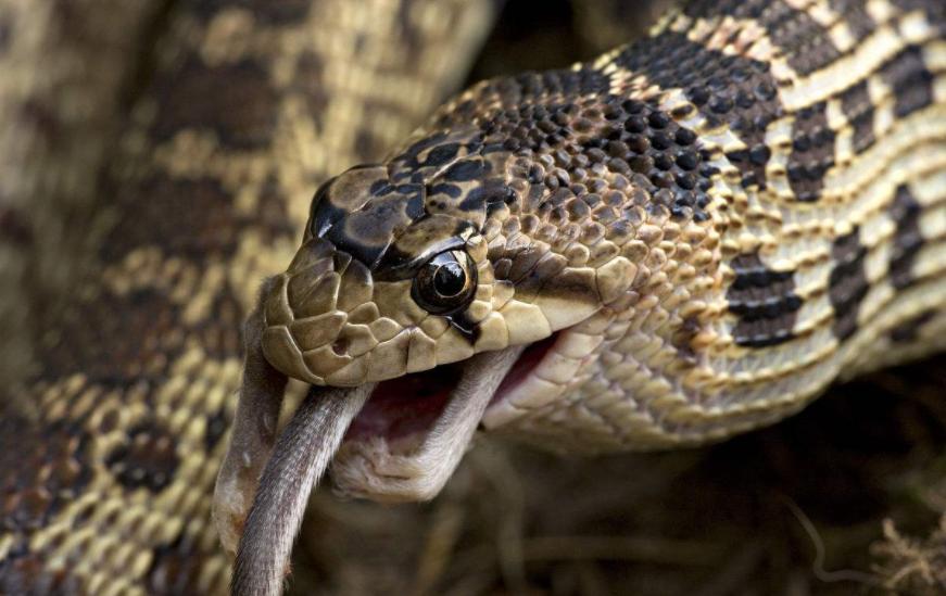 杀蛇是种什么病,杀死蛇真的好吗