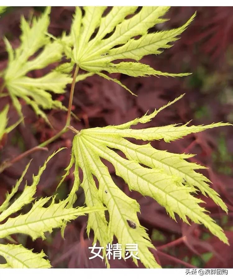 中式庭院藤类植物,枫树和紫藤