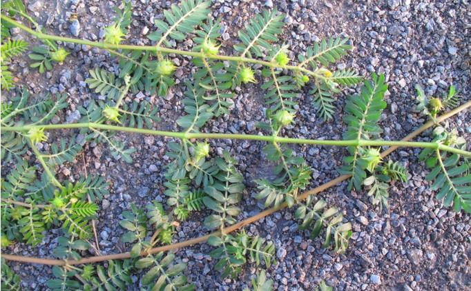 适合山东地区种植的珍稀树种,十种常见观赏草有哪些