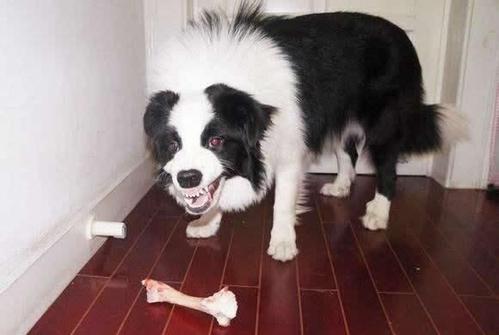 狗狗护食放任不管，担心酿成恶果，用这几种办法让狗狗改正坏习惯