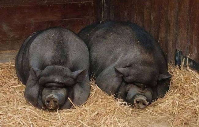 明朝朱是国姓吗,明朝朱姓为什么被灭族