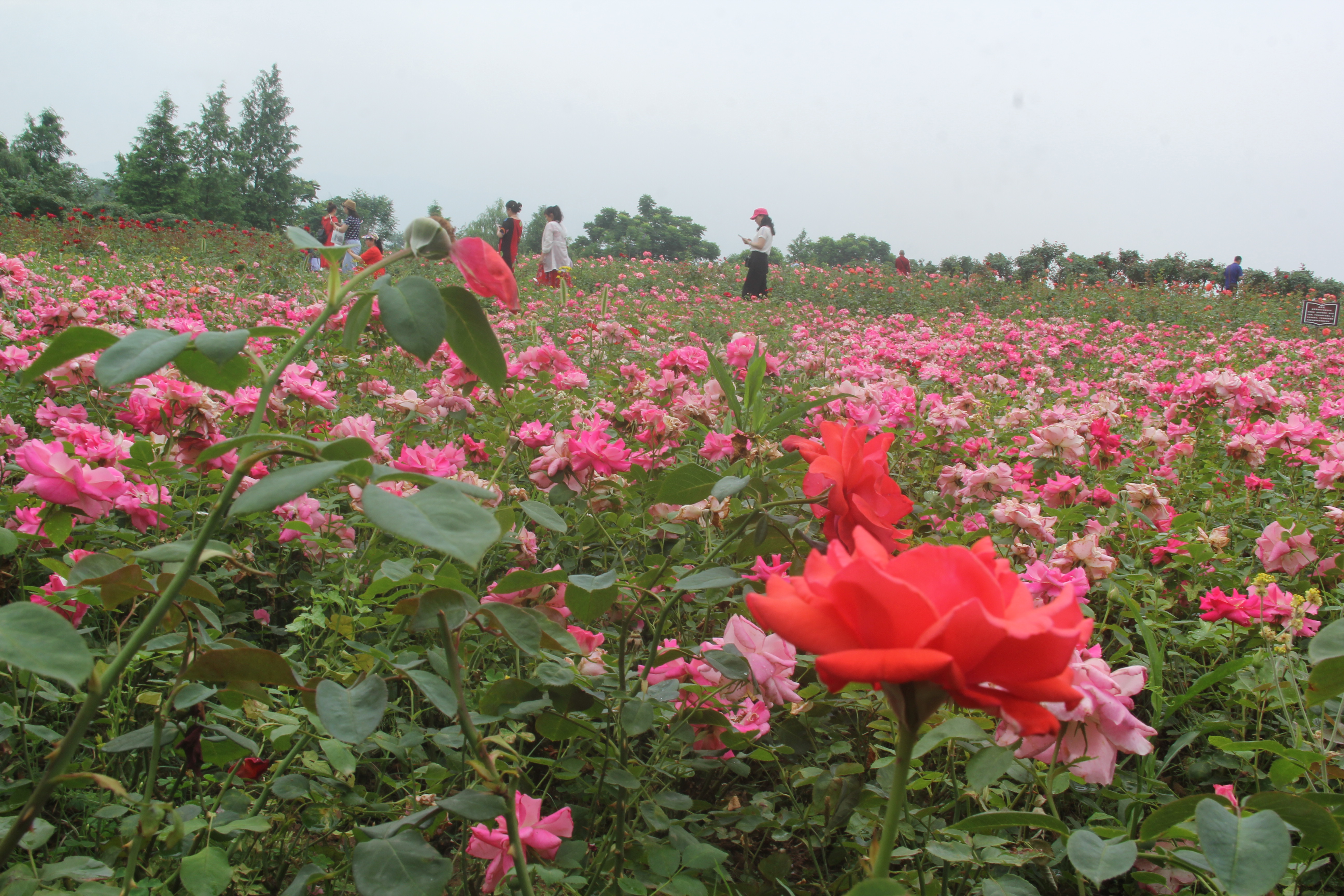 如何应对疫情负面的信息,怎样应对疫情带来的负面情绪