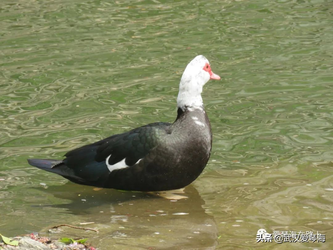 清凉寨樱花烂漫,清凉寨野景