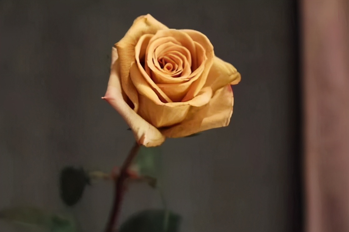 值得入手的玫瑰花,最受欢迎的玫瑰花品种排行