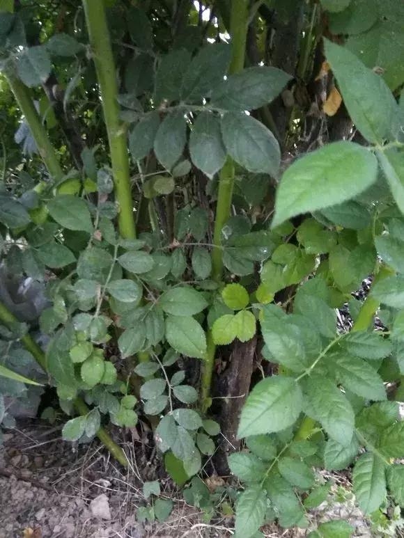 买假花月季,网上买的月季怎么处理