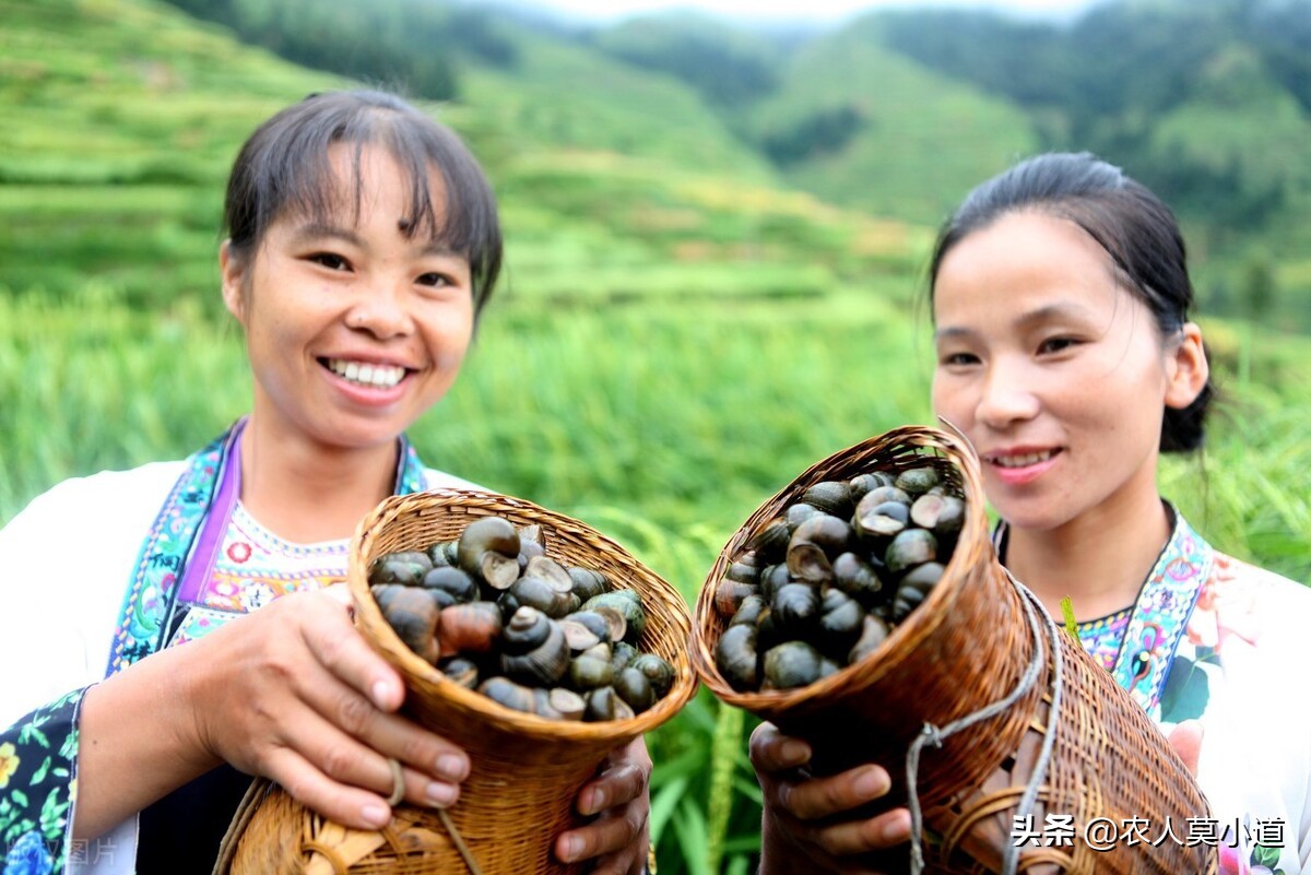 农村里面养殖田螺可不可以赚到钱呢？这个冷门养殖能不能做？