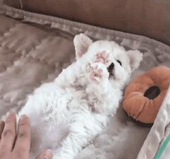 祝铲屎官麻麻节日快乐!毛孩子的行动超暖心了