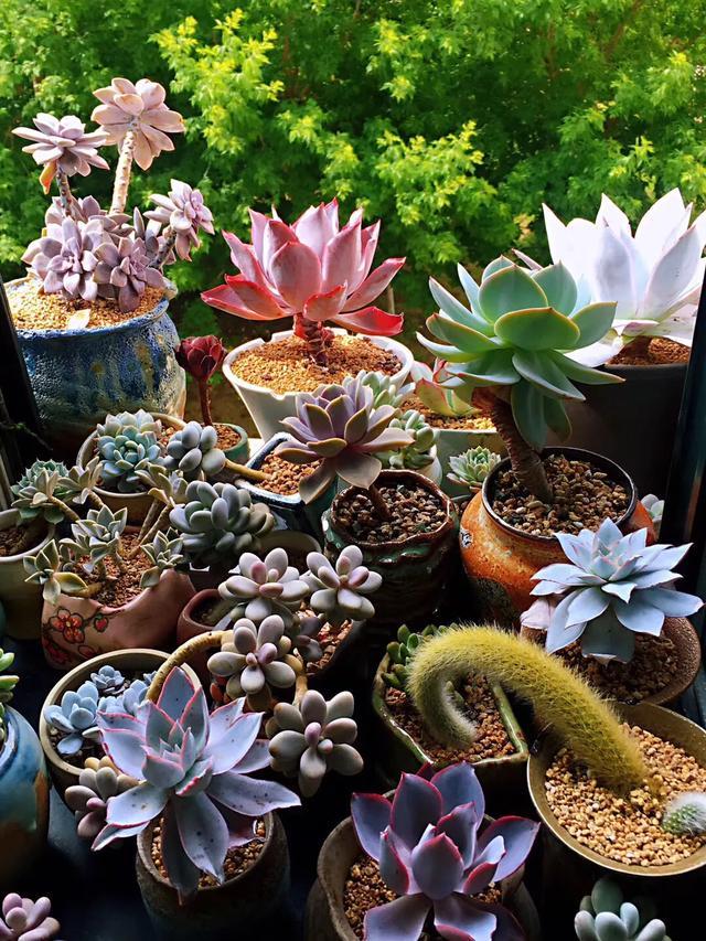 多肉是如何上色的,多肉怎么上色快又好看的绝招