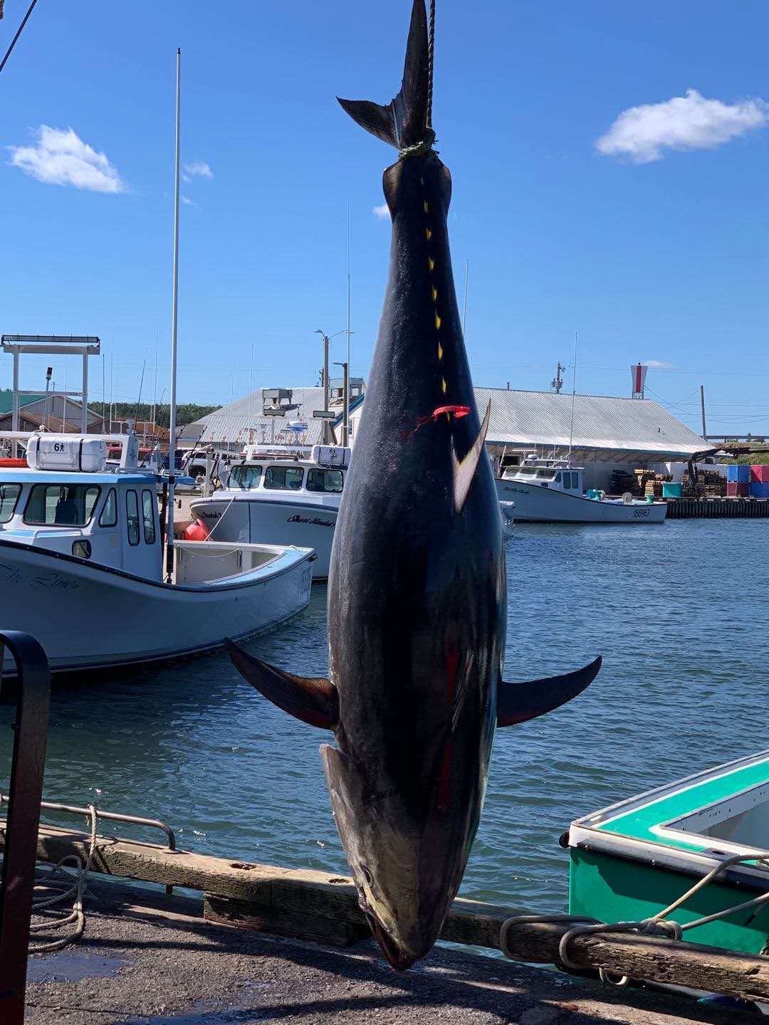 加拿大哈利法克斯旅游攻略,加拿大自驾游视频