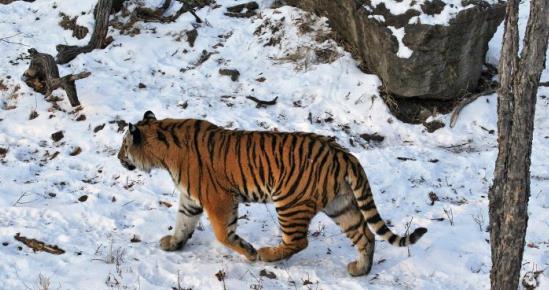 最高罚款五万元,最高罚5万元