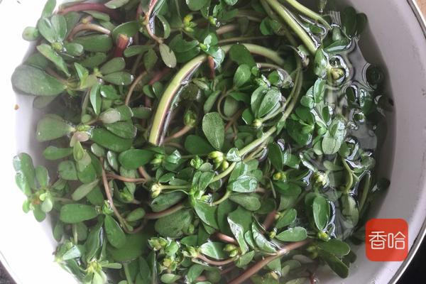 马齿苋怎么吃好吃又简单,马齿苋蒸菜馍怎样不发酸呢