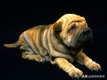 这才是真正的中华田园大黄犬,真正的中华田园犬是大黄狗吗